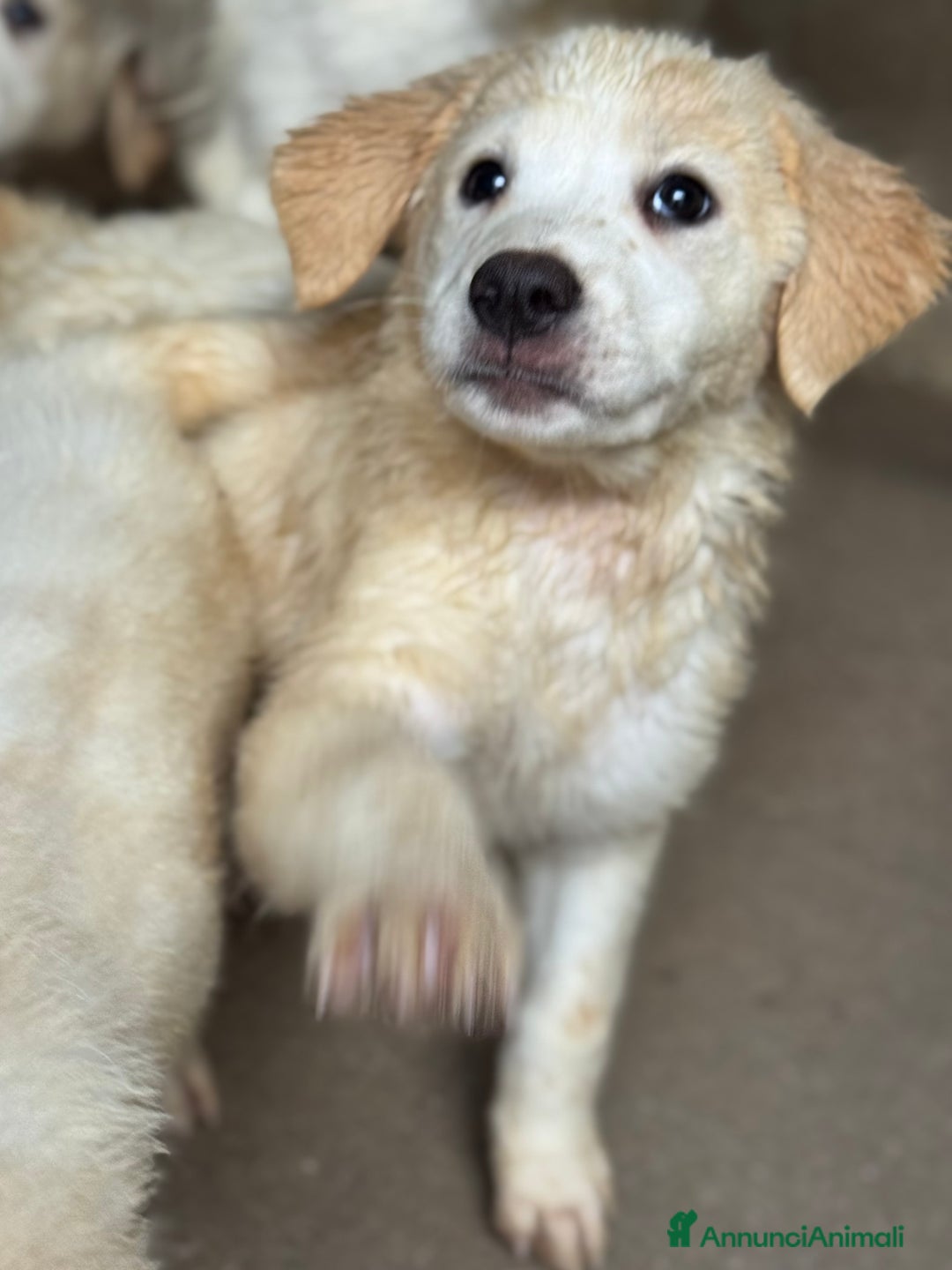 Meticcio cani in regalo: Melania cucciola curiosa taglia medio grande - Annuncio 4