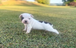 Staffordshire cani in vendita: Stafford cucciolata selezionata a Province of Bergamo - Immagine 8