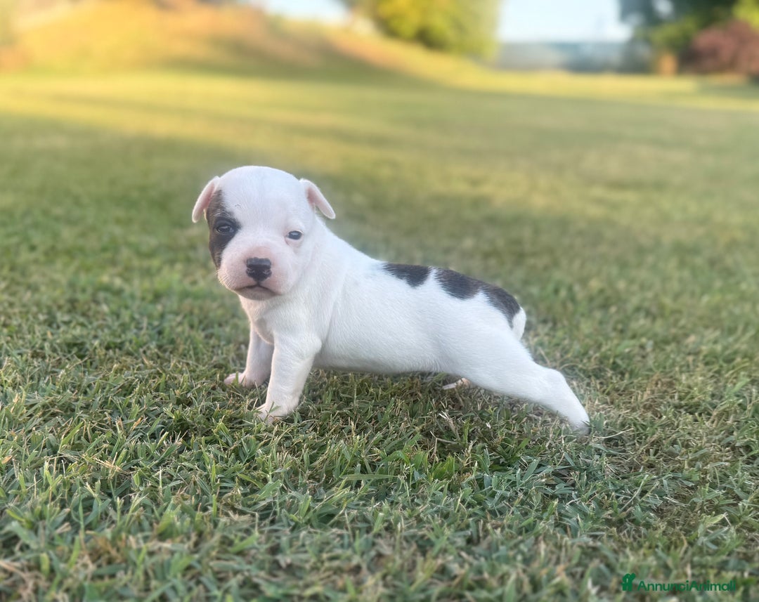 Staffordshire cani in vendita: Stafford cucciolata selezionata a Province of Bergamo - Immagine 8