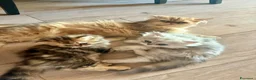 Persiano gatti in vendita: Gattini persiani chinchilla maschi  - Annuncio 2