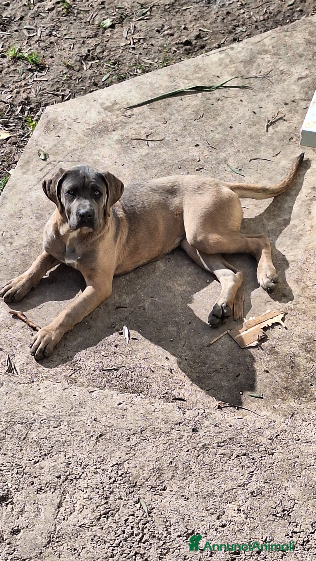 Cane Corso cani in vendita: Cane Corso - Annuncio 9