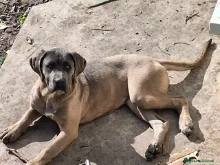 Cane Corso cani Cane Corso - Annuncio 16