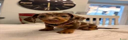 Bassotto Nano cani in vendita: Cucciola di Bassotto Arlecchino Cioccolato fem. - Annuncio 11