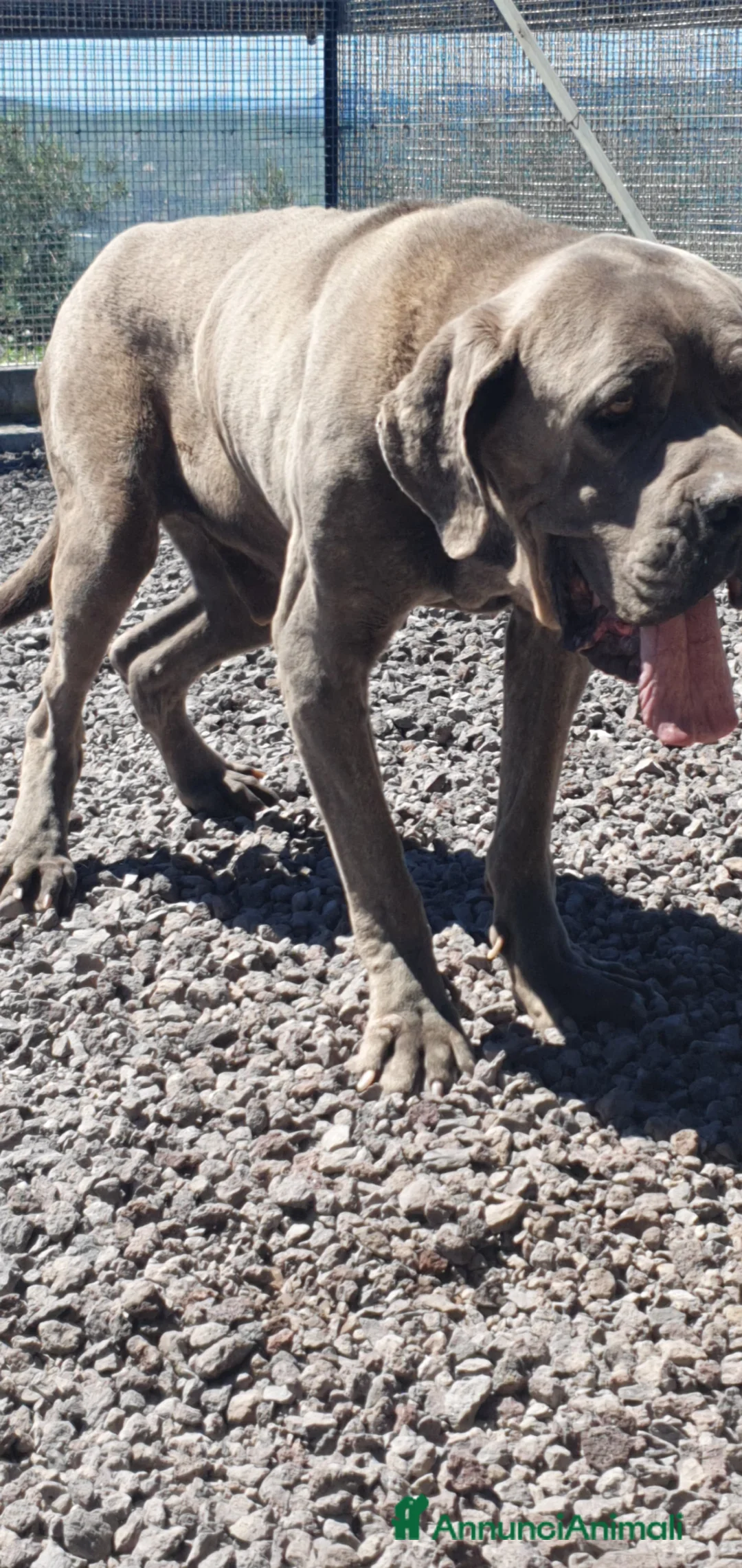 Cane Corso cani in regalo: Zeus, cane corso in canile - Annuncio 2