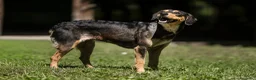 Meticcio cani in regalo: LULU' TRADITA DA CHI PIU' AMAVA, IN ADOZIONE - Annuncio 4