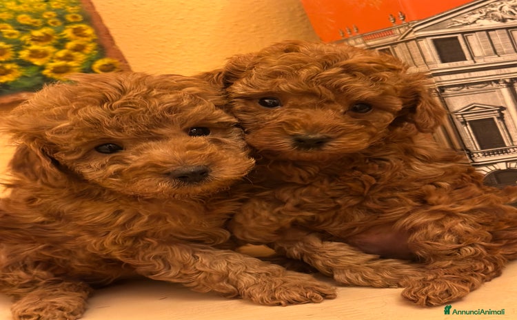 Barboncino Toy Cuccioli In Vendita AnnunciAnimali Barboncino Toy Cuccioli In Vendita AnnunciAnimali