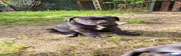 Cane Corso cani in vendita: Cuccioli CANE CORSO speciali a Provincia di Macerata - Annuncio 2