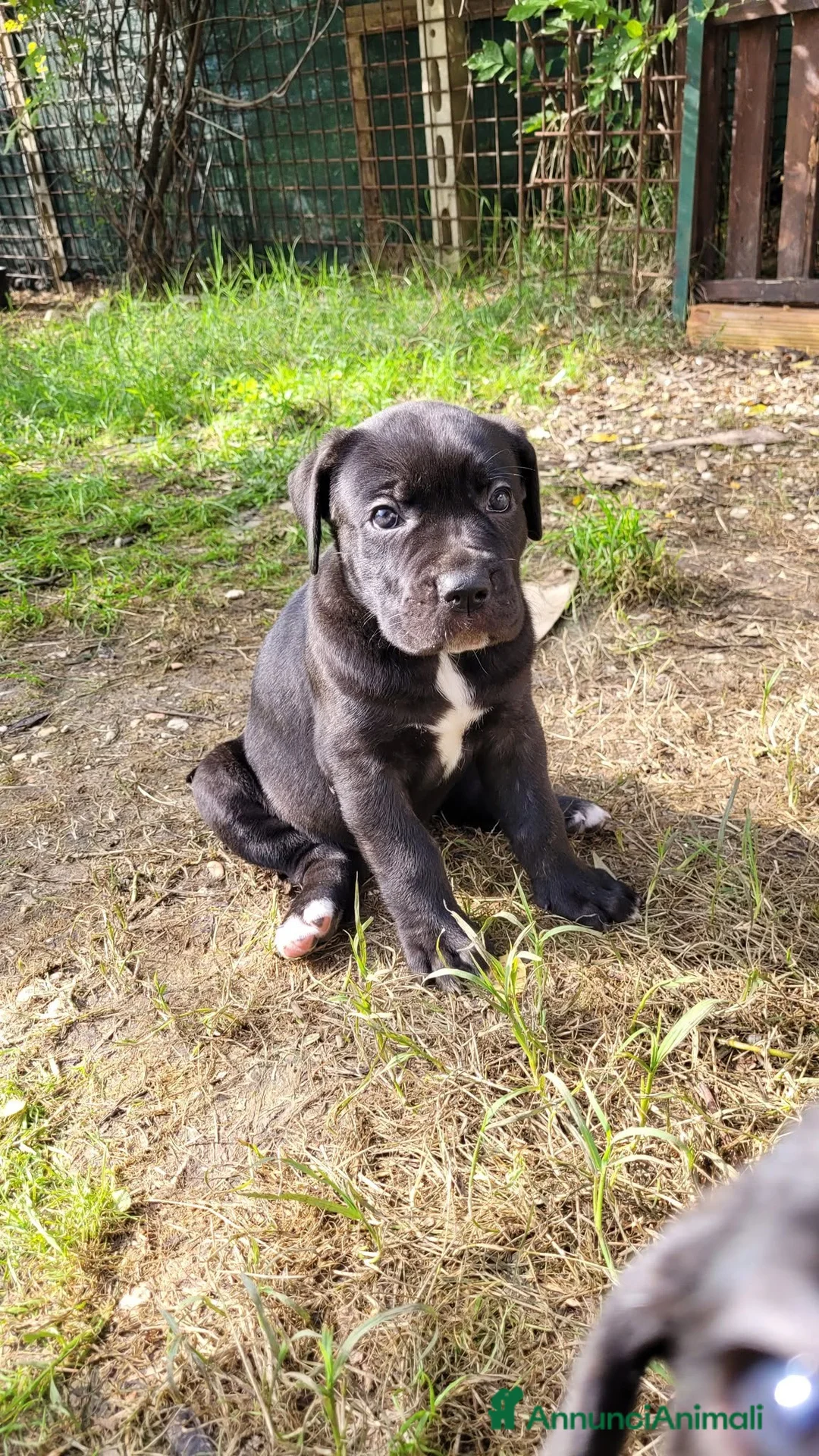 Cane Corso cani in vendita: Cuccioli CANE CORSO speciali a Provincia di Macerata - Annuncio 2