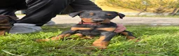 Dobermann cani in vendita: Cuccioli di dobermann - Annuncio 3
