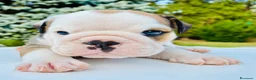 Bulldog cani in vendita: Cuccioli Bulldog Inglese - Annuncio 18