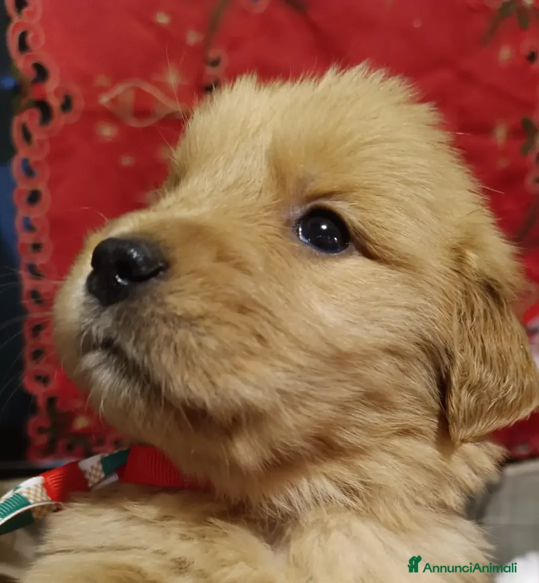 Golden Retriever cani in vendita: Golden retriever americano  - Annuncio 3