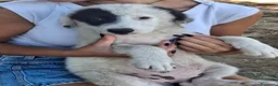 Meticcio cani in regalo: BRIE 🩷  UNA MACCHIA, MILLE COCCOLE 😍😍 a Provincia di Padova - Annuncio 5