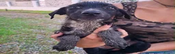 Meticcio cani in regalo: CORNELIA 🩷 pronta a riempirti di allegria a Provincia di Cuneo - Annuncio 4