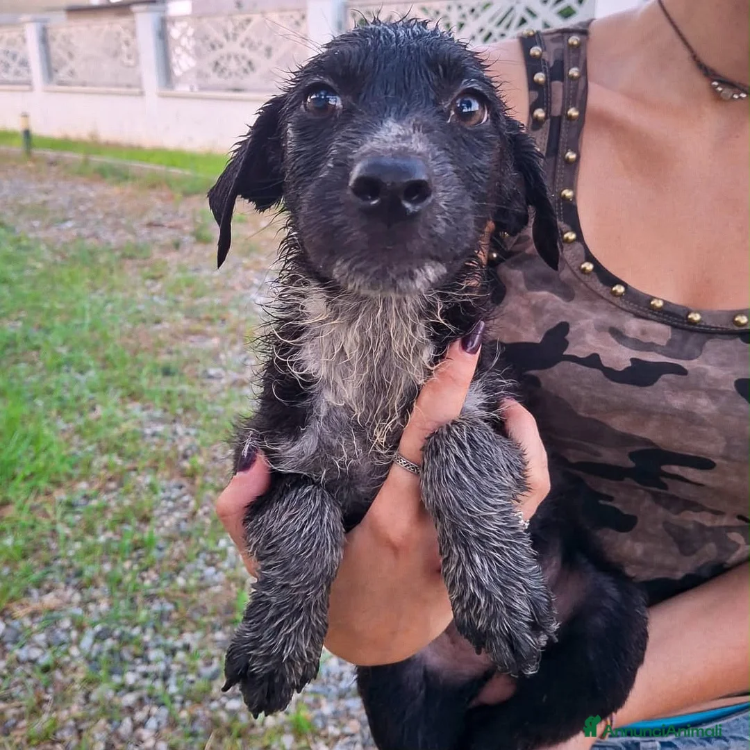 Meticcio cani in regalo: CORNELIA 🩷 pronta a riempirti di allegria a Provincia di Cuneo - Annuncio 4