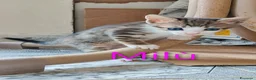Europeo gatti in regalo: 4micini 50giorni IN ARRIVO A MILANO( su richiesta) - Annuncio 8