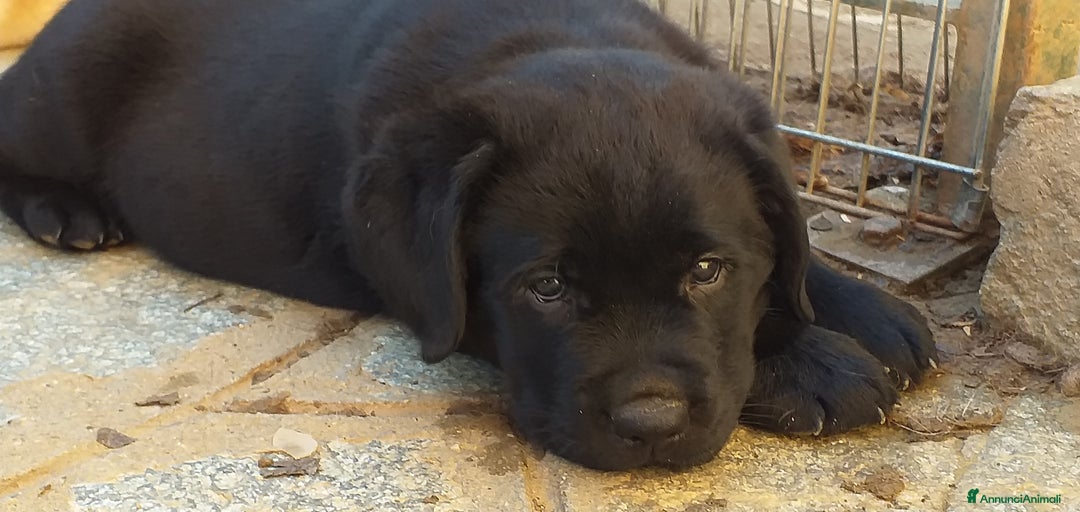 Immagine della galleria {{count}}