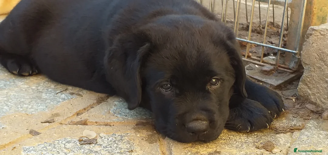 Immagine della galleria {{count}}