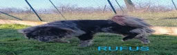 Meticcio cani in regalo: Fantastico RUFUS tg grande a Provincia di Bergamo - Annuncio 4
