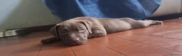 Pitbull cani in vendita: Pitbull UKC  - Annuncio 14