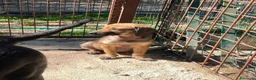 Meticcio cani in regalo: PICCOLA CUCCIOLA DA AMARE - Annuncio 8