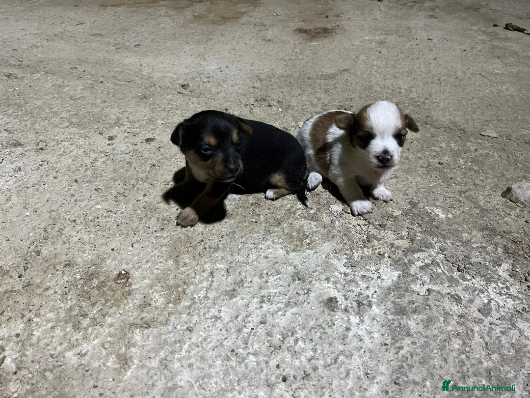 Meticcio cani in regalo: TANTI CUCCIOLI SOLI a Provincia di Vicenza - Annuncio 2
