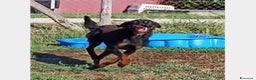 Meticcio cani in regalo: LUCKY Cane simil segugetto Maschio a Latina - Annuncio 6