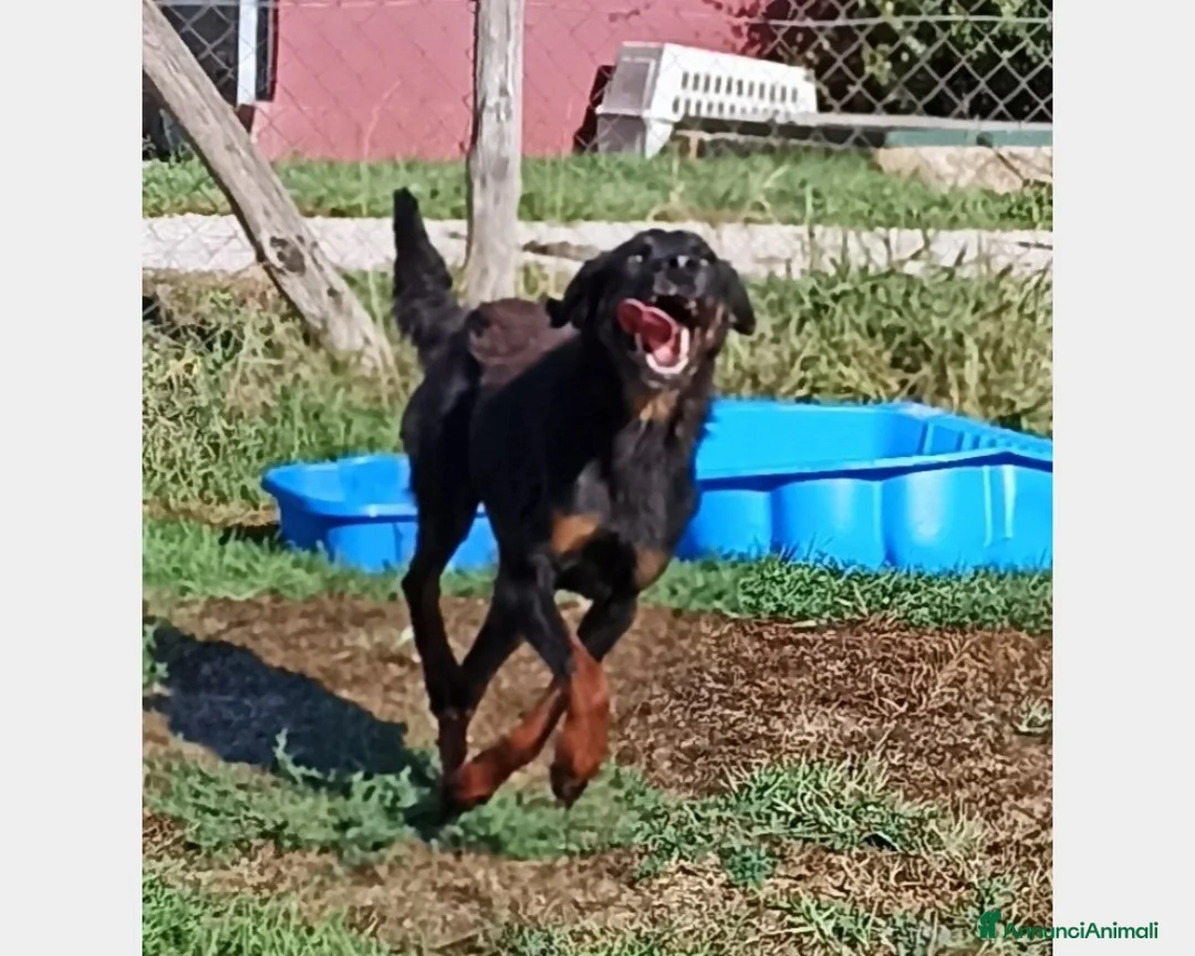 Meticcio cani in regalo: LUCKY Cane simil segugetto Maschio a Latina - Annuncio 6
