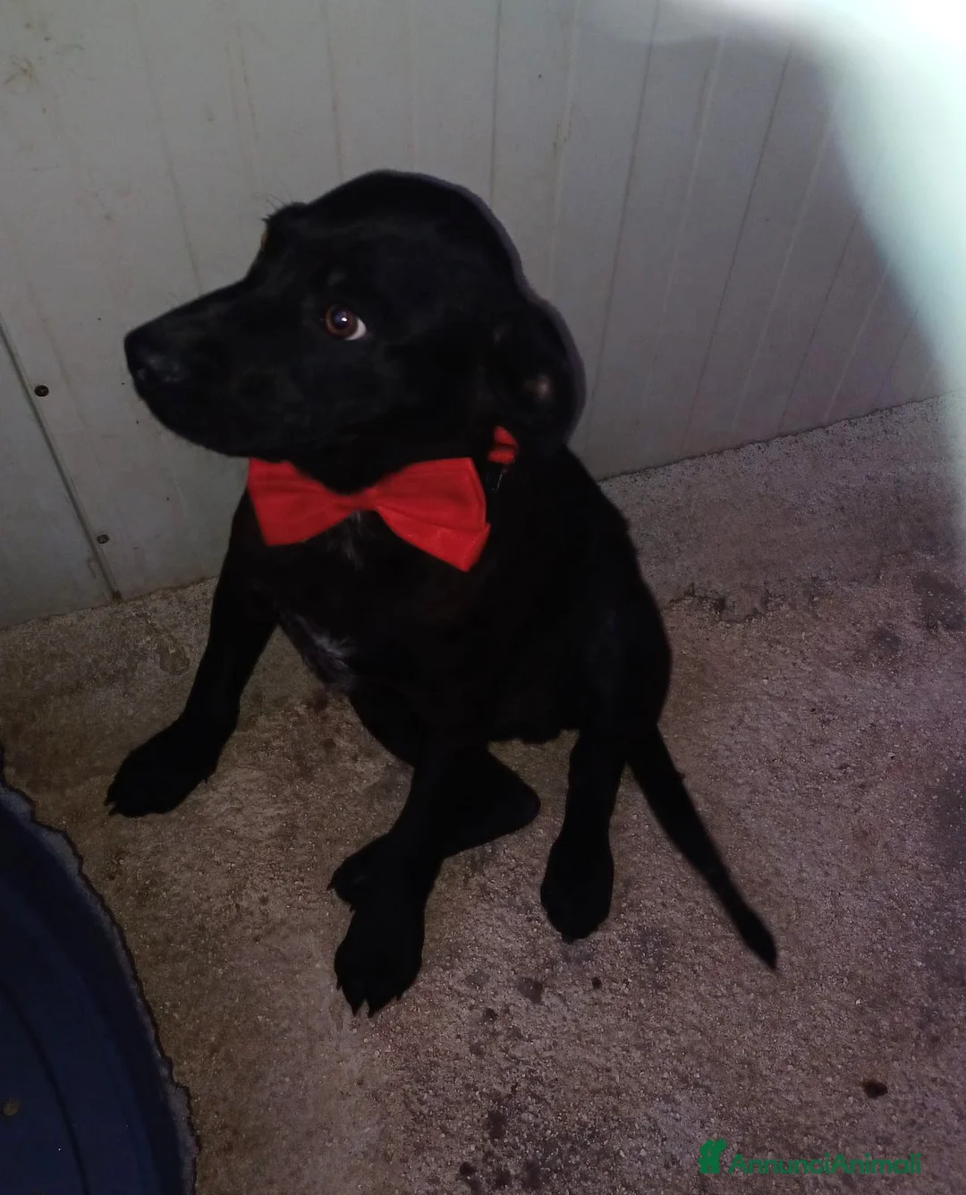 Meticcio cani in regalo: TENERO E DOLCE CUCCIOLOTTO NERO - Annuncio 1