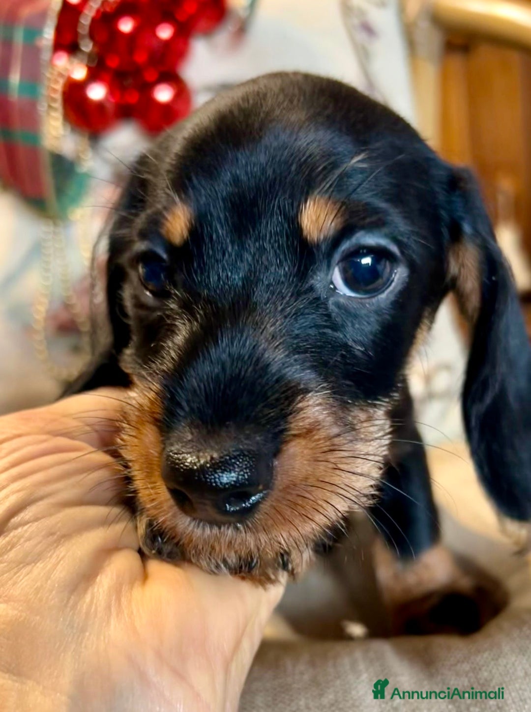 Bassotto cani in vendita: Cuccioli di Bassotto pelo duro con Pedigree Enci - Annuncio 19