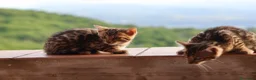 Bengala gatti in vendita: Cuccioli Bengala a Provincia di Cosenza - Annuncio 23