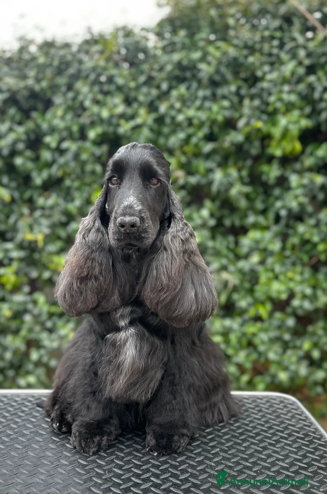 Cocker cani in vendita: Cocker spaniel inglese  - Annuncio 4