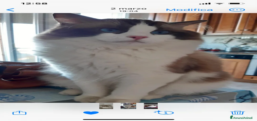 Immagine della galleria {{count}}