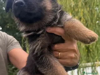 Pastore Tedesco cani Cuccioli di Pastore Tedesco - Annuncio 34