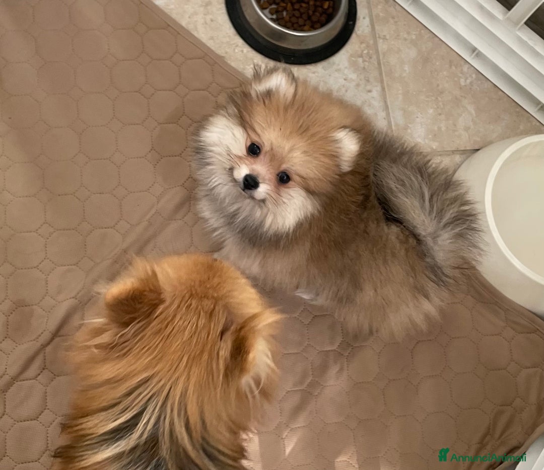 Volpino Pomerania cani in vendita: Spitz nano taglia mignon consegna a domicilio - Annuncio 4