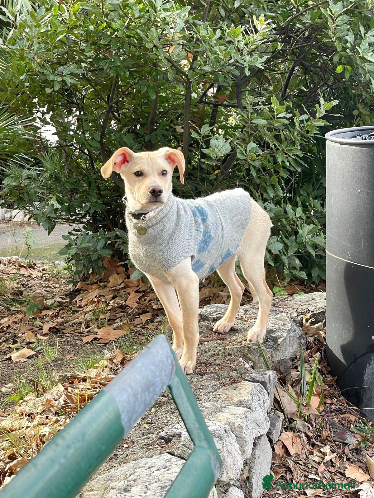 Meticcio cani in regalo: Milo  - Annuncio 2