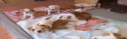 Bulldog cani in vendita: Cucciolo American bulldog  - Annuncio 7