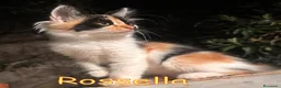 Europeo gatti in regalo: ROSSELLA GATTINO PELO LUNGO - Annuncio 3