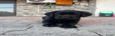 Labrador 2