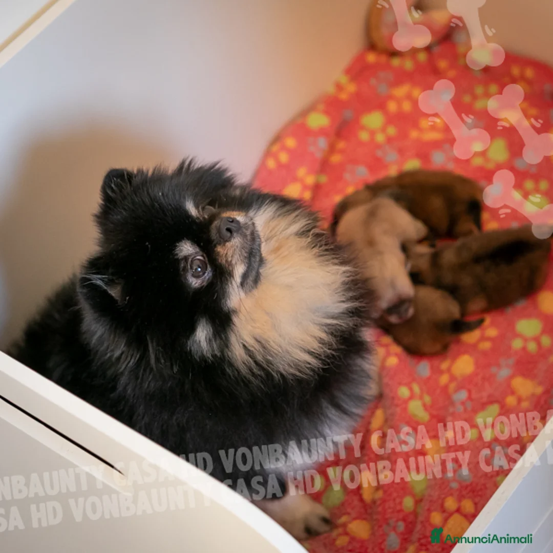 Volpino Pomerania cani in vendita: Cuccioli Spitz Nano di Pomerania - Annuncio 16