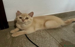 Scottish gatti in vendita: Scottish  a Città Metropolitana di Bologna - Immagine 4