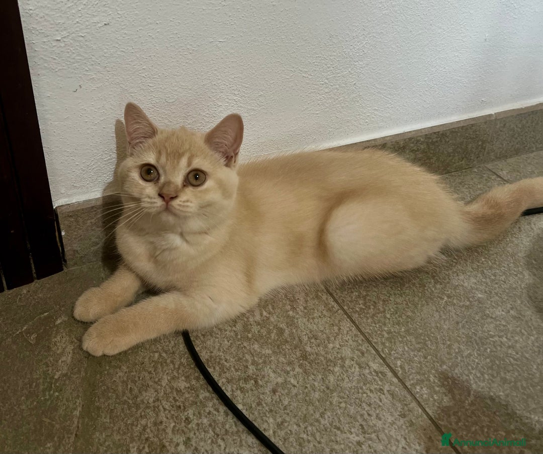 Scottish gatti in vendita: Scottish  a Città Metropolitana di Bologna - Immagine 4
