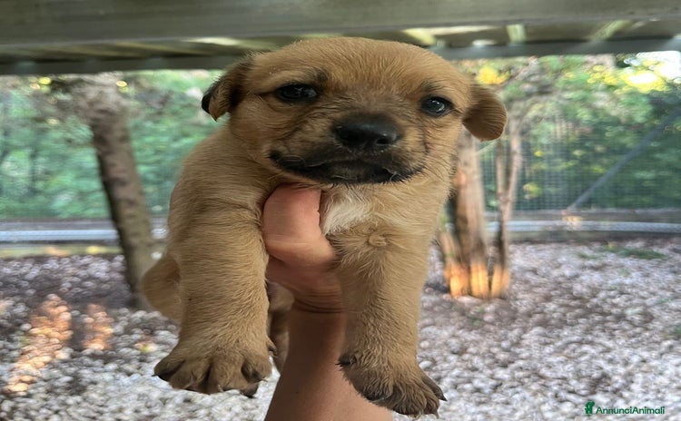 Meticcio cani a Provincia di Parma - Annuncio 14