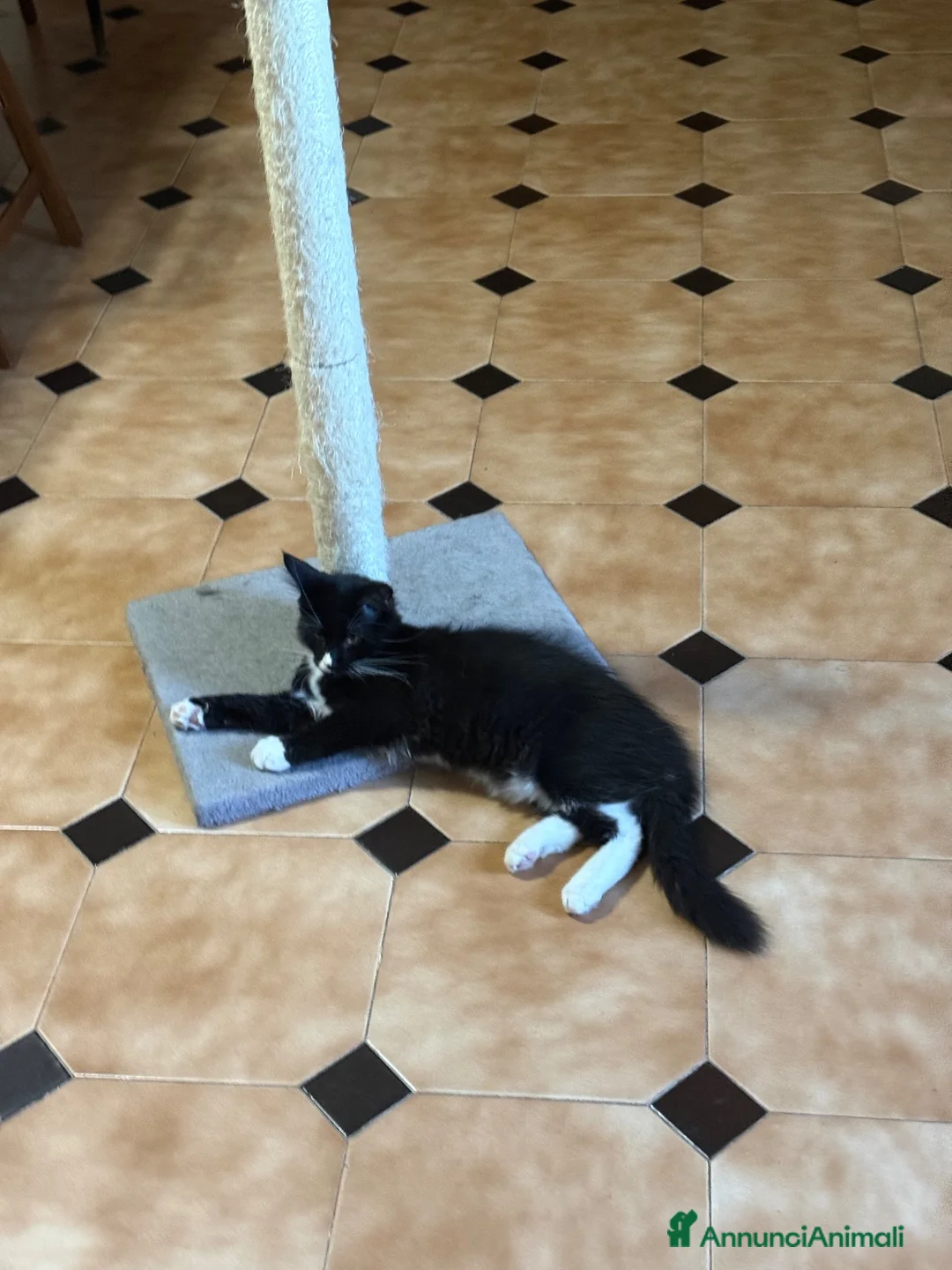 Maine Coon gatti in vendita: Maine Coon  - Annuncio 14
