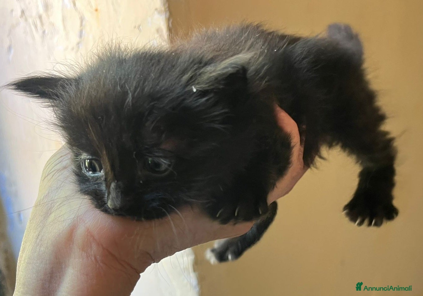 Altre razze gatti Regalo gattini - Annuncio 14
