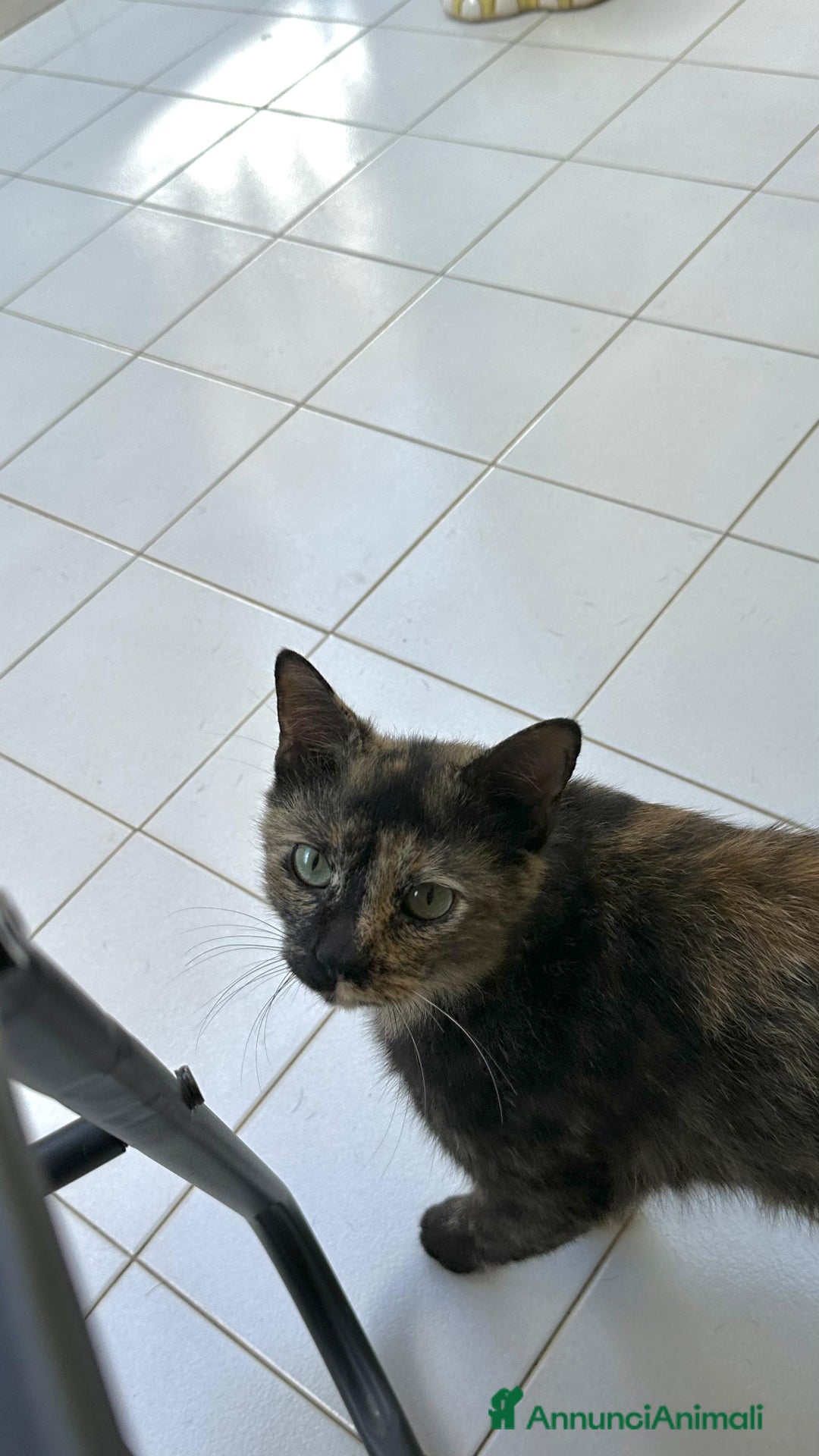 Altre razze gatti in regalo: Gattino dolcissimo trova casa - Immagine 4