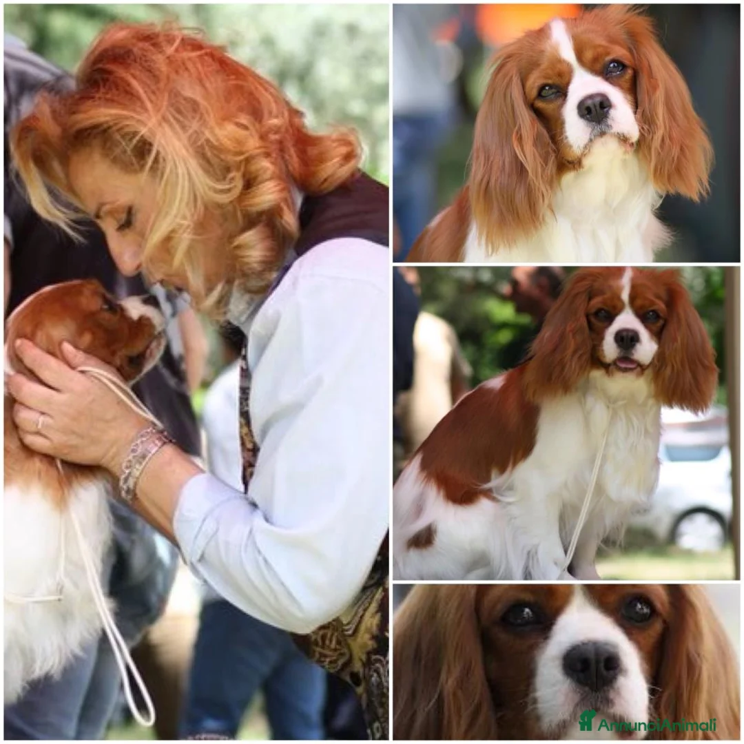 Immagine della galleria {{count}}