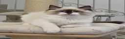 Ragdoll gatti in vendita: Super maschietto dal look “orsacchiotto”, pedigree a Città metropolitana di Roma Capitale - Annuncio 4