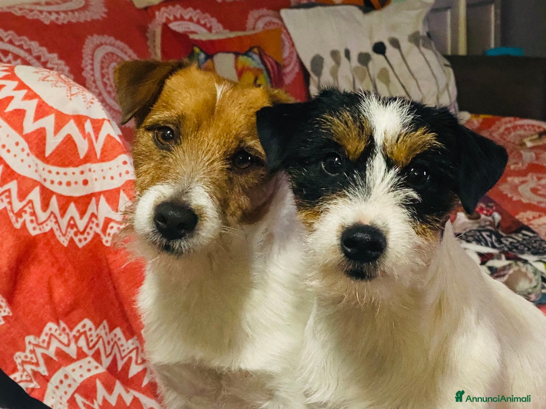 Immagine della galleria {{count}}