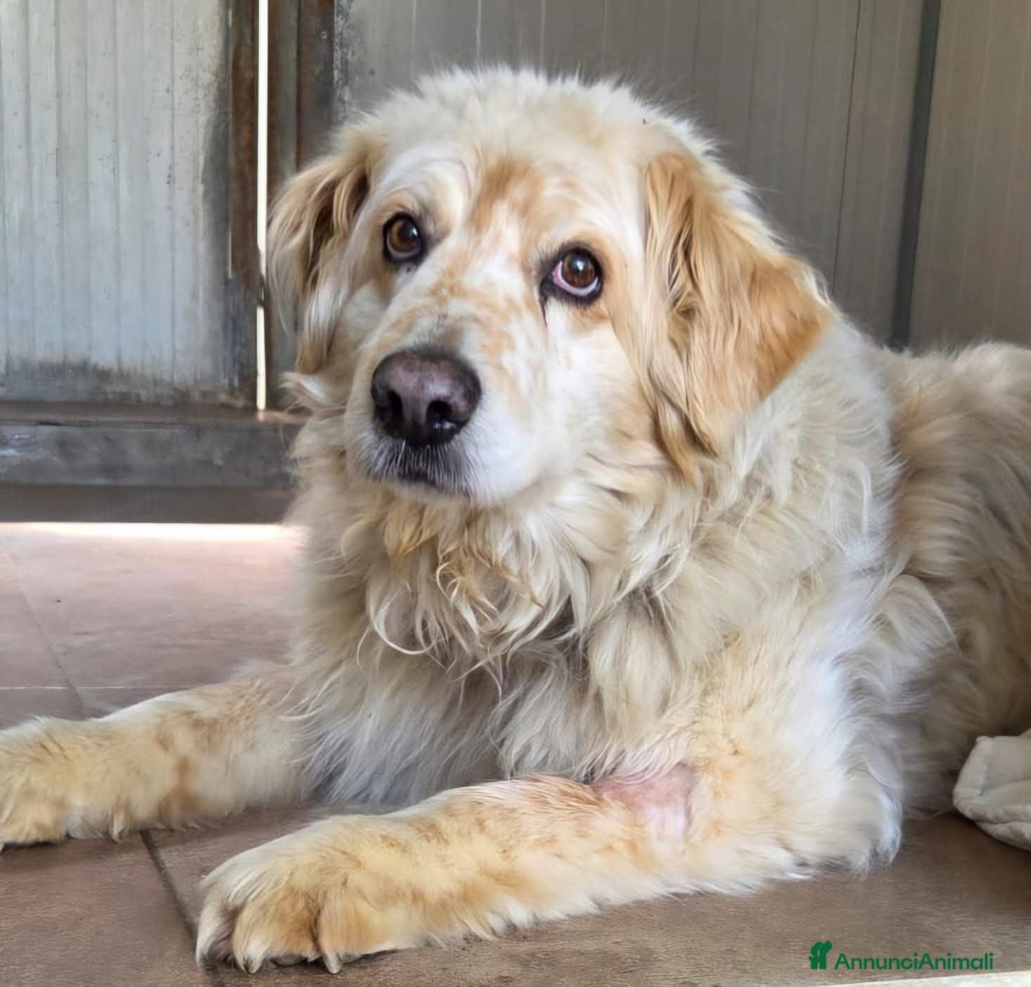 Meticcio cani Arci 15 anni - Annuncio 10