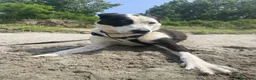 Meticcio cani in regalo: Tequila: taglia grande, cerca adozione o stallo  - Annuncio 14